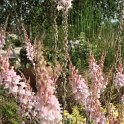 Linaria purpurea 'Canon J Watt' fleur2
